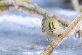 Goldcrest on a branch