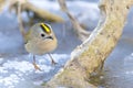 Goldcrest on a branch