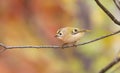 Goldcrest, golden-crested kinglet, regulus regulus. The smallest bird in Europe Royalty Free Stock Photo
