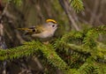 Goldcrest - male bird at forest in spring Royalty Free Stock Photo