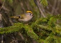 Goldcrest - male bird at forest in spring Royalty Free Stock Photo