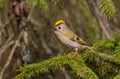 Goldcrest - male bird at forest in spring Royalty Free Stock Photo