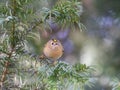 Goldcrest perched on a tree branch, gazing out into the distance