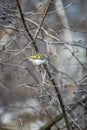 Goldcrest perching on tree branch Royalty Free Stock Photo