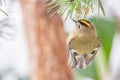 Goldcrest pine tree