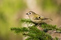 Goldcrest