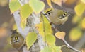 Goldcrest, Regulus regulus. Autumn morning, two birds sitting on branches Royalty Free Stock Photo