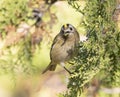 Goldcrest, Regulus regulus. The bird holds an insect in its beak Royalty Free Stock Photo
