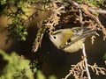 Goldcrest, Regulus regulus. A bird sits on a branch of a thuja tree Royalty Free Stock Photo