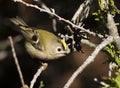 Goldcrest, Regulus regulus. A bird sits on a branch of a thuja tree Royalty Free Stock Photo