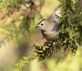 Goldcrest, Regulus regulus. A bird sits on a branch of a thuja tree Royalty Free Stock Photo