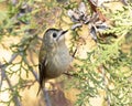 Goldcrest, Regulus regulus. A bird sits on a branch of a thuja tree Royalty Free Stock Photo