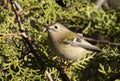 Goldcrest, Regulus regulus. A bird sits on a branch of a thuja tree Royalty Free Stock Photo