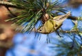 Goldcrest, regulus regulus. The bird sits on a pine cone