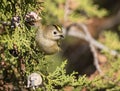 Goldcrest, Regulus regulus. A bird sits on a thuja branch Royalty Free Stock Photo