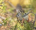 Goldcrest, Regulus regulus. A bird takes flight from a thuja branch Royalty Free Stock Photo