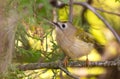 Goldcrest, regulus regulus. On a cloudy autumn day, a bird sits on a thuja branch Royalty Free Stock Photo
