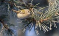 Goldcrest, Regulus regulus. On a frosty winter morning, the bird sits on a pine needle that is covered with hoarfrost