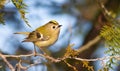 Goldcrest, regulus regulus, golden-crested kinglet. The smallest bird in Eurasia Royalty Free Stock Photo