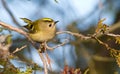 Goldcrest, regulus regulus, golden-crested kinglet. The smallest bird in Eurasia Royalty Free Stock Photo