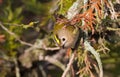 Goldcrest, regulus regulus, golden-crested kinglet. The smallest bird in Eurasia Royalty Free Stock Photo