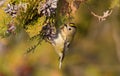 Goldcrest, regulus regulus, golden-crested kinglet. The smallest bird in Eurasia Royalty Free Stock Photo