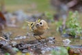 Goldcrest, regulus regulus, golden-crested kinglet. The smallest bird in Eurasia Royalty Free Stock Photo