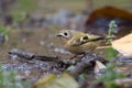 Goldcrest, regulus regulus, golden-crested kinglet. The smallest bird in Eurasia Royalty Free Stock Photo