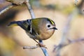 Goldcrest, regulus regulus, golden-crested kinglet. The smallest bird in Eurasia Royalty Free Stock Photo