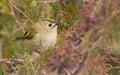 Goldcrest, Regulus regulus, golden-crested kinglet Royalty Free Stock Photo