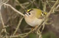 Goldcrest, Regulus regulus, golden-crested kinglet Royalty Free Stock Photo