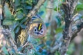 Goldcrest, regulus regulus, golden-crested kinglet. The smallest bird in Eurasia Royalty Free Stock Photo