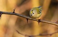 Goldcrest, regulus regulus, golden-crested kinglet. The smallest bird in Europe sits on a branch Royalty Free Stock Photo