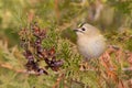 Goldcrest, Regulus regulus, golden-crested kinglet. Songbird Royalty Free Stock Photo