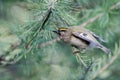 Goldcrest, Regulus regulus Royalty Free Stock Photo