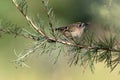 Goldcrest, Regulus regulus Royalty Free Stock Photo