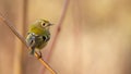 Goldcrest, regulus regulus. On a cloudy autumn day, a bird sits on a branch