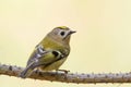 Goldcrest sitting on a branch. Small beautiful bird.