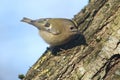 A Goldcrest Regulus regulus hunting for insects to eat in an old tree. Royalty Free Stock Photo