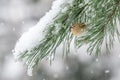 Goldcrest snow covered pine tree