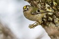 Goldcrest (Regulus regulus) Royalty Free Stock Photo