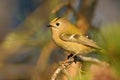 Goldcrest - Regulus regulus Royalty Free Stock Photo