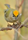 Goldcrest - Regulus regulus Royalty Free Stock Photo