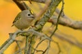 Goldcrest - Regulus regulus sitting on the branch of the spruce. very small passerine bird in the kinglet family. Its colourful Royalty Free Stock Photo