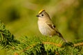 Goldcrest - Regulus regulus sitting on the branch of the spruce. very small passerine bird in the kinglet family. Its colourful Royalty Free Stock Photo