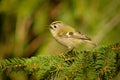 Goldcrest - Regulus regulus sitting on the branch of the spruce. very small passerine bird in the kinglet family. Its colourful Royalty Free Stock Photo