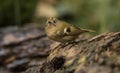 Goldcrest, Regulus regulus. The smallest songbird in Europe Royalty Free Stock Photo