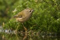 Goldcrest, Regulus regulus. The smallest songbird in Europe Royalty Free Stock Photo