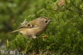 Goldcrest, Regulus regulus. The smallest songbird in Europe Royalty Free Stock Photo