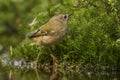 Goldcrest, Regulus regulus. The smallest songbird in Europe Royalty Free Stock Photo